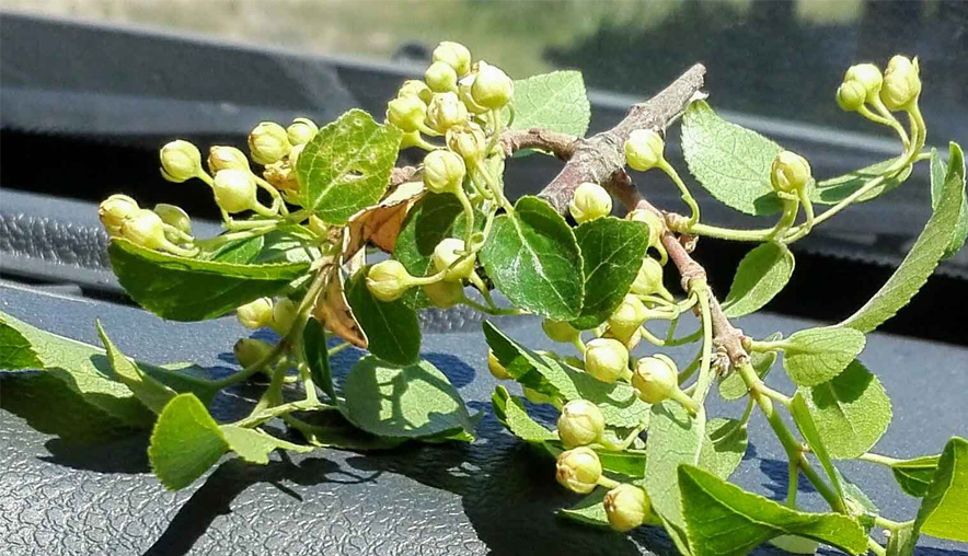 MaquiBerry (Aristotelia chilensis)